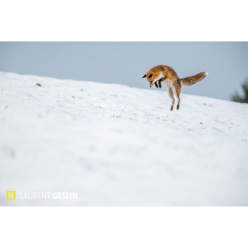 L'odyssée du renard