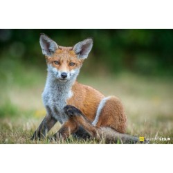 L'odyssée du renard