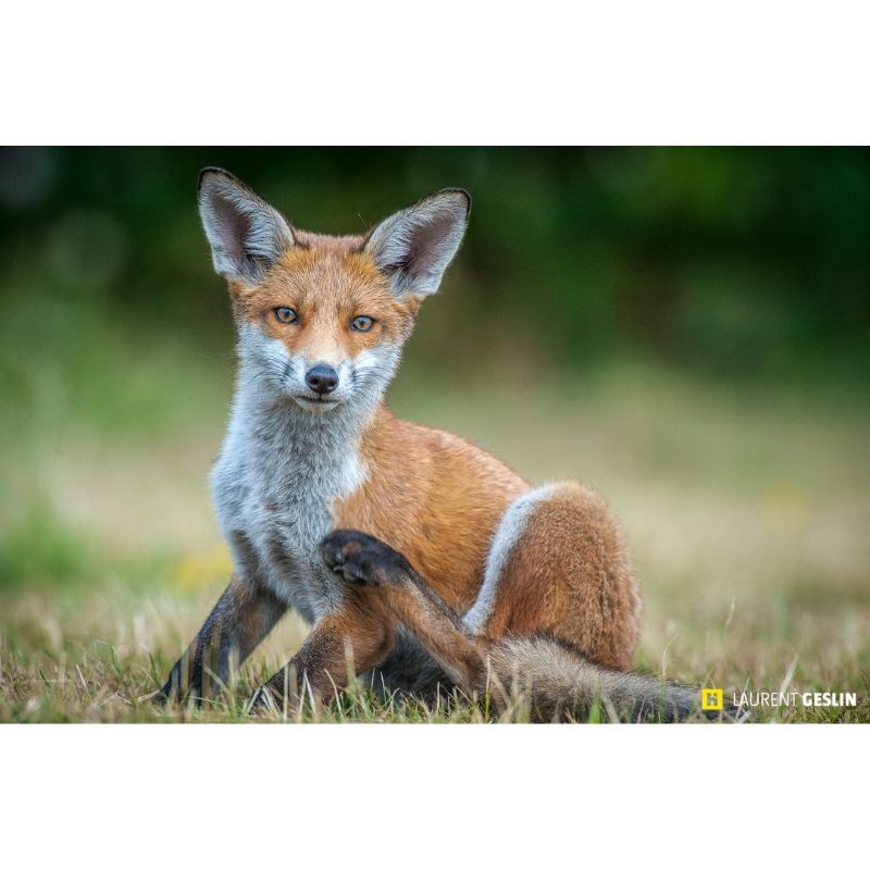 L'odyssée du renard