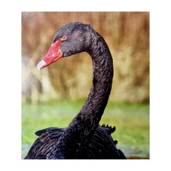 Il faut sauver nos oiseaux ! Il faut sauver nos oiseaux !