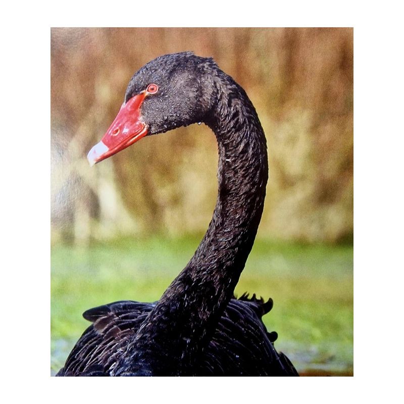 Il faut sauver nos oiseaux ! Il faut sauver nos oiseaux !