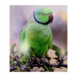 Il faut sauver nos oiseaux ! Il faut sauver nos oiseaux !