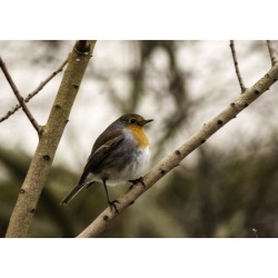 Il faut sauver nos oiseaux ! Il faut sauver nos oiseaux !