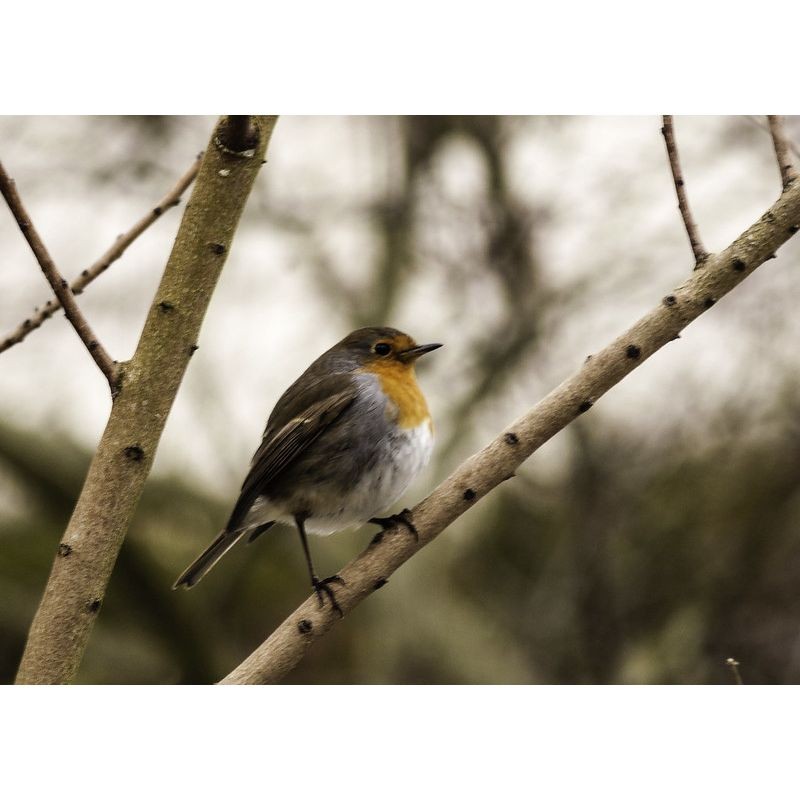 Il faut sauver nos oiseaux ! Il faut sauver nos oiseaux !