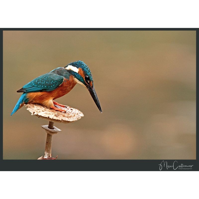 Martin Couleurs - King of Colours Martin Couleurs - King of Colours