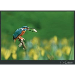 Martin Couleurs - King of Colours Martin Couleurs - King of Colours