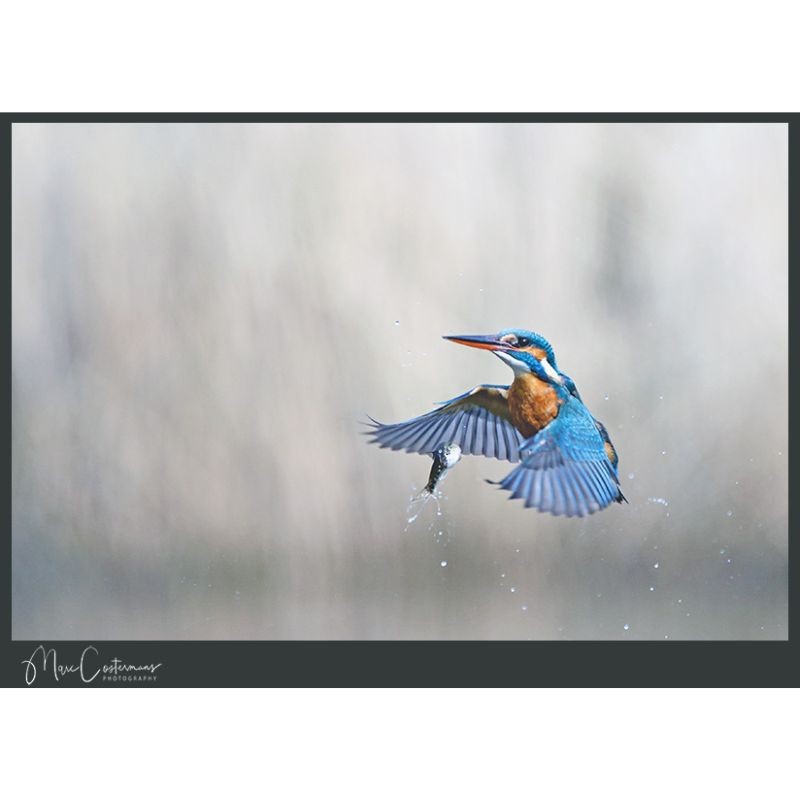 Martin Couleurs - King of Colours Martin Couleurs - King of Colours