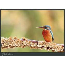 Martin Couleurs - King of Colours Martin Couleurs - King of Colours