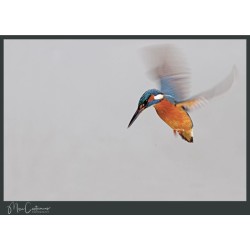Martin Couleurs - King of Colours Martin Couleurs - King of Colours