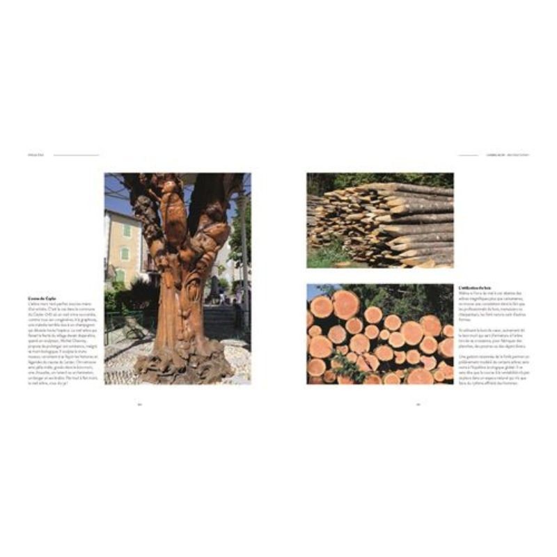 L'arbre dans tous ses états