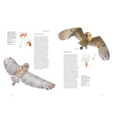 Chouettes et hiboux - Le livre de toutes les espèces Chouettes et hiboux - Le livre de toutes les espèces