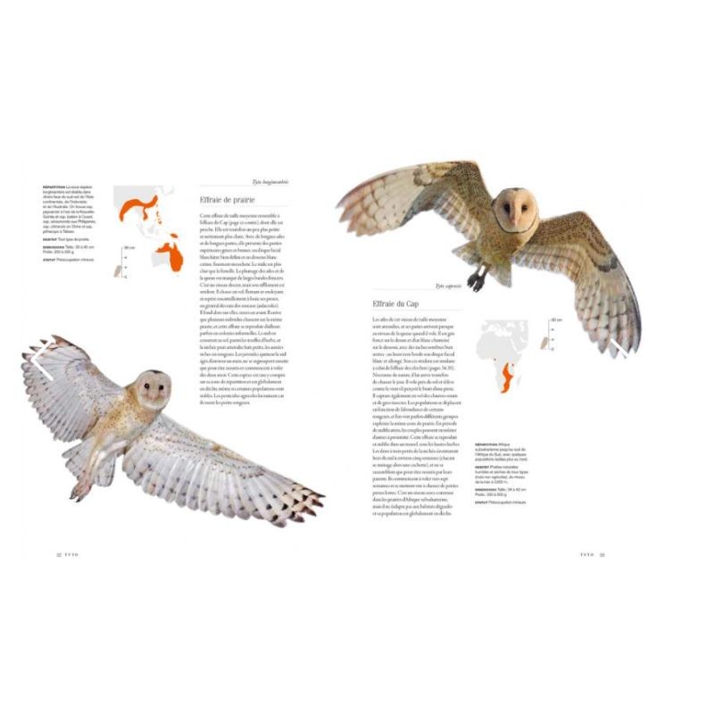 Chouettes et hiboux - Le livre de toutes les espèces Chouettes et hiboux - Le livre de toutes les espèces