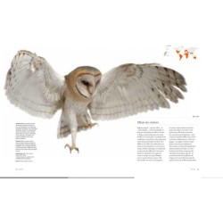 Chouettes et hiboux - Le livre de toutes les espèces Chouettes et hiboux - Le livre de toutes les espèces