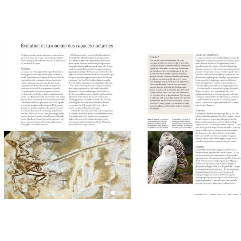 Chouettes et hiboux - Le livre de toutes les espèces Chouettes et hiboux - Le livre de toutes les espèces