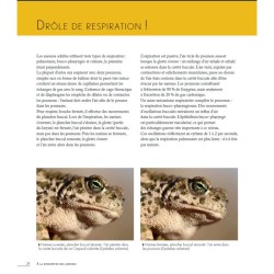 Grenouilles, Crapauds et Cie - Parlez-moi d'anoures... Grenouilles, Crapauds et Cie - Parlez-moi d'anoures...