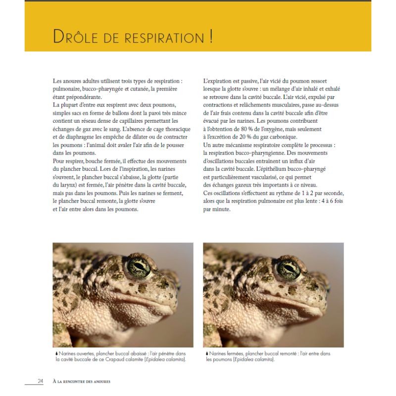 Grenouilles, Crapauds et Cie - Parlez-moi d'anoures... Grenouilles, Crapauds et Cie - Parlez-moi d'anoures...