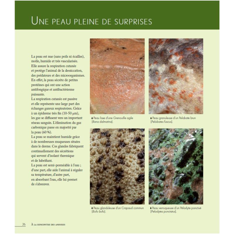 Grenouilles, Crapauds et Cie - Parlez-moi d'anoures... Grenouilles, Crapauds et Cie - Parlez-moi d'anoures...