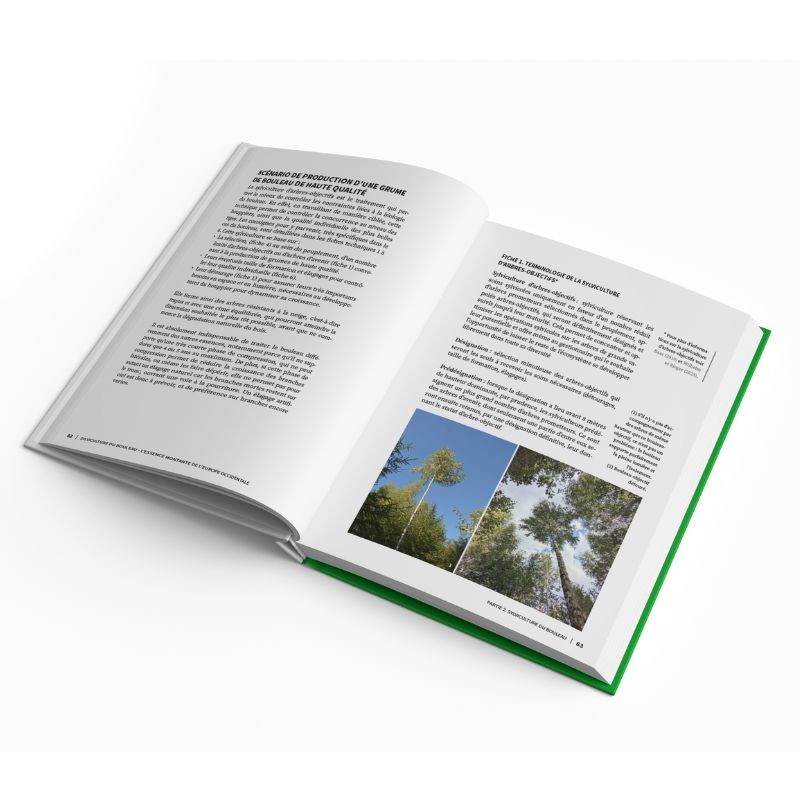 Sylviculture du bouleau - L’essence montante de l’Europe occidentale