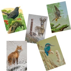 5 cartes de correspondance - Série 7 (Buzin)