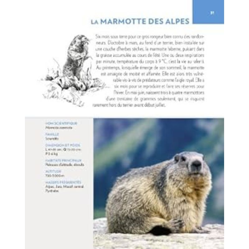 Animaux des montagnes Animaux des montagnes