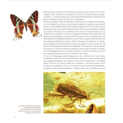 Dans l'intimité des Papillons