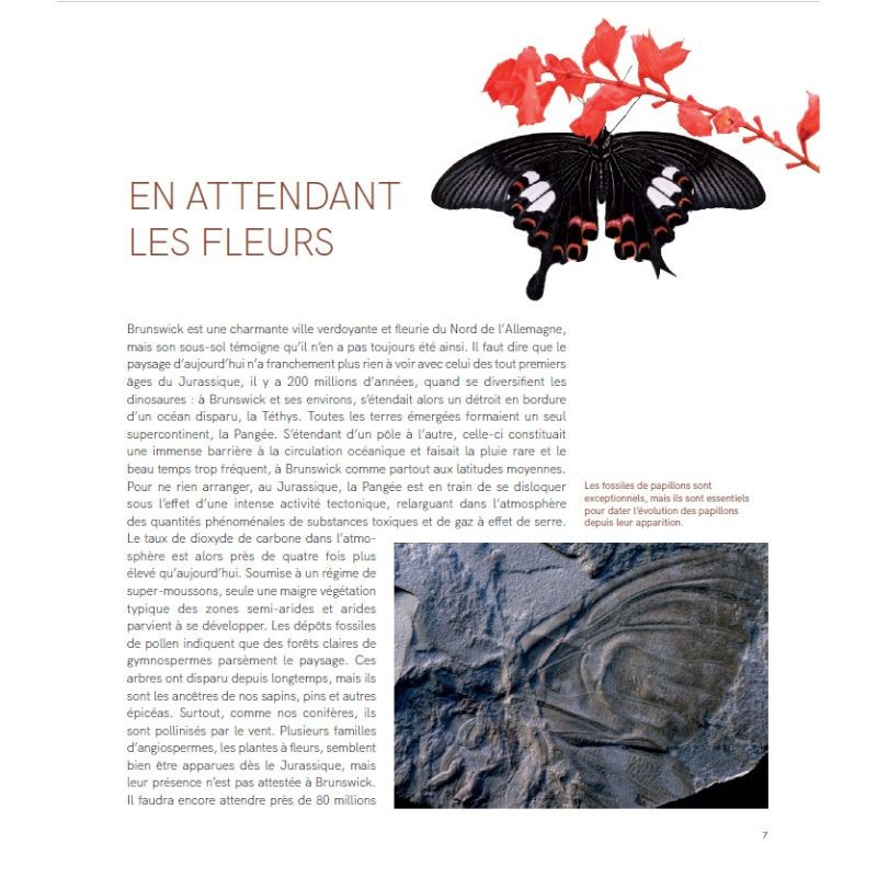 Dans l'intimité des Papillons