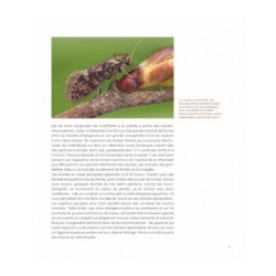 Dans l'intimité des Papillons