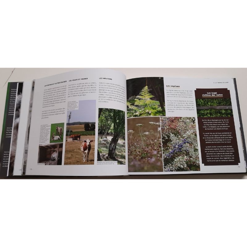 Au loup?! Ami ou ennemi??