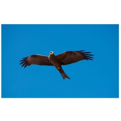 Rapaces, d'Ici et d'Ailleurs Rapaces, d'Ici et d'Ailleurs