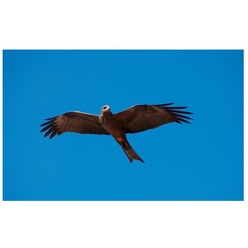 Rapaces, d'Ici et d'Ailleurs Rapaces, d'Ici et d'Ailleurs