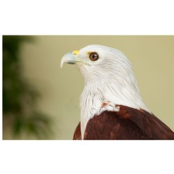 Rapaces, d'Ici et d'Ailleurs Rapaces, d'Ici et d'Ailleurs