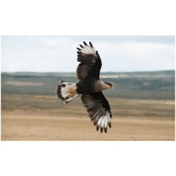 Rapaces, d'Ici et d'Ailleurs Rapaces, d'Ici et d'Ailleurs