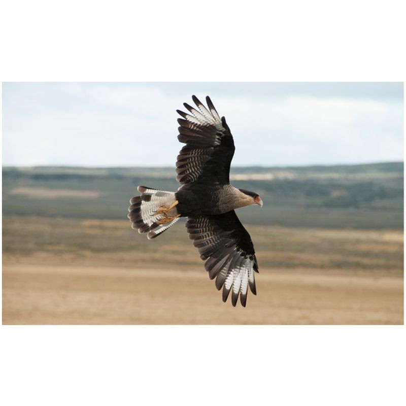 Rapaces, d'Ici et d'Ailleurs Rapaces, d'Ici et d'Ailleurs