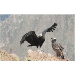 Rapaces, d'Ici et d'Ailleurs Rapaces, d'Ici et d'Ailleurs