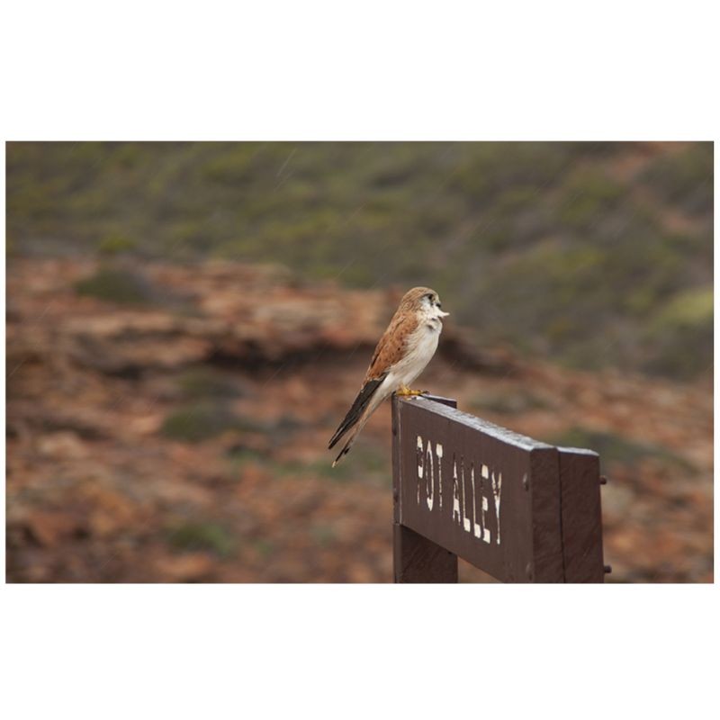 Rapaces, d'Ici et d'Ailleurs Rapaces, d'Ici et d'Ailleurs