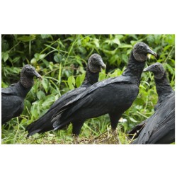 Rapaces, d'Ici et d'Ailleurs Rapaces, d'Ici et d'Ailleurs