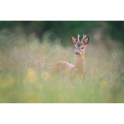 Au Pays des sources Au Pays des sources