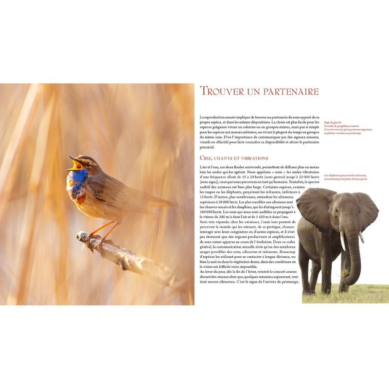 L'art d'être amoureux chez les animaux L'art d'être amoureux chez les animaux