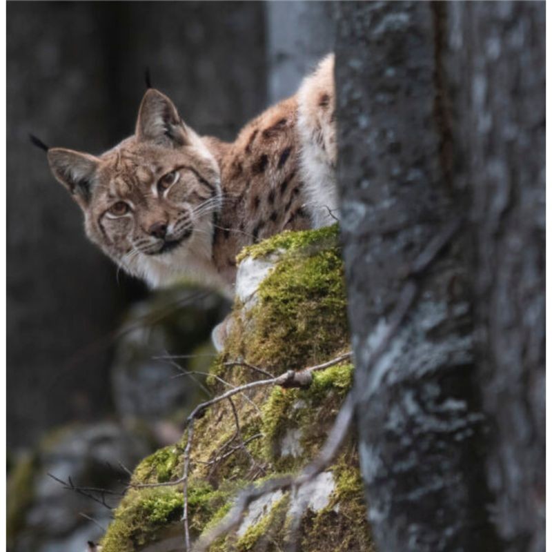 Lynx