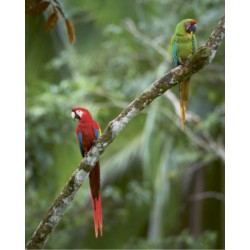 L'art de communiquer chez les oiseaux - Chants, cris, plumes et danses