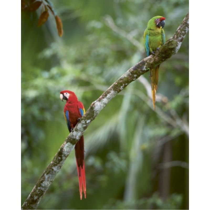 L'art de communiquer chez les oiseaux - Chants, cris, plumes et danses