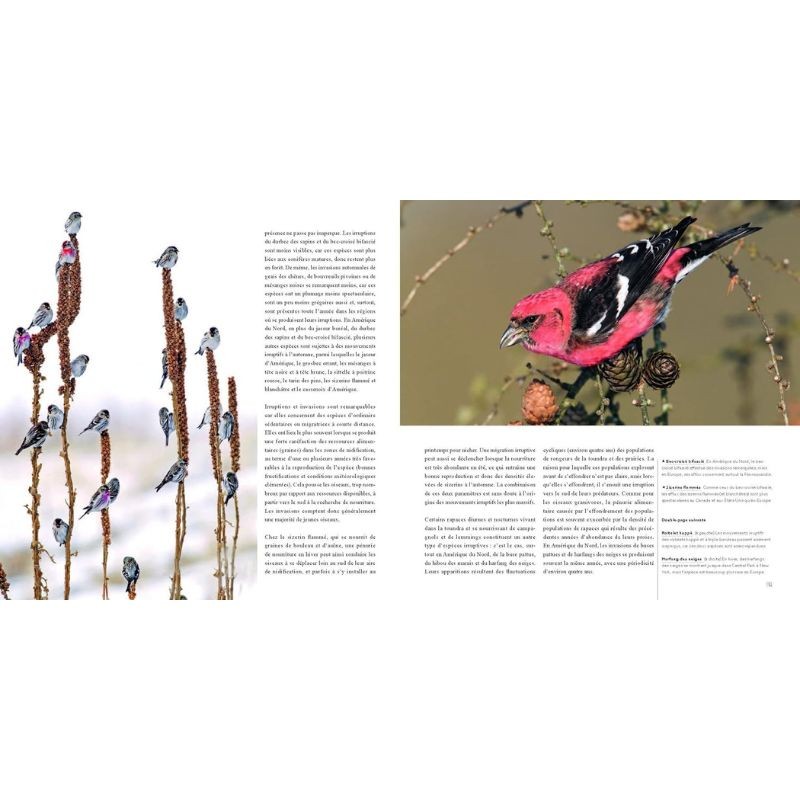 Migrations - Pourquoi et comment migrent les oiseaux