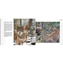 Les dents de la forêt Les dents de la forêt