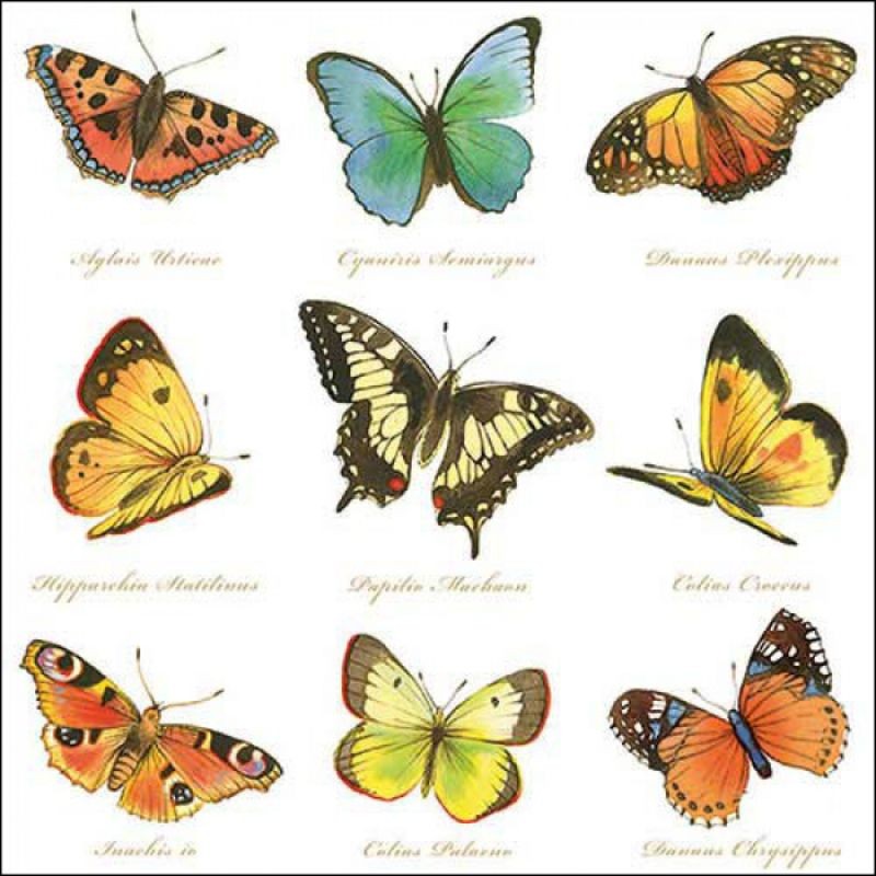 Serviettes "Collection de Papillons" - Table