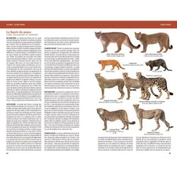 Félins et Hyènes du monde - Lions, Tigres, Pumas, Ocelots et apparentés Félins et Hyènes du monde - Lions, Tigres, Pumas, Ocelots et apparentés