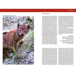 Félins et Hyènes du monde - Lions, Tigres, Pumas, Ocelots et apparentés Félins et Hyènes du monde - Lions, Tigres, Pumas, Ocelots et apparentés