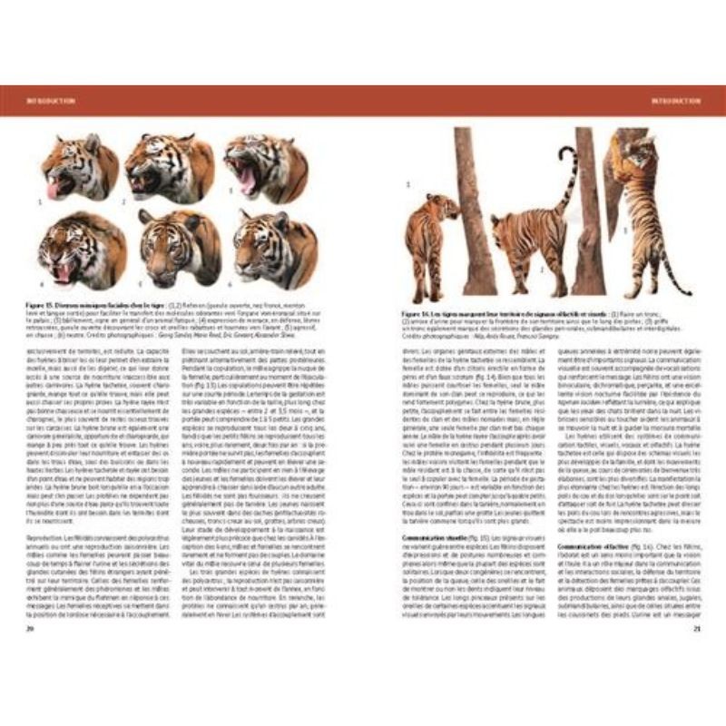 Félins et Hyènes du monde - Lions, Tigres, Pumas, Ocelots et apparentés Félins et Hyènes du monde - Lions, Tigres, Pumas, Ocelots et apparentés