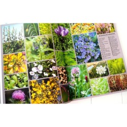 Le Guide Truffaut Jardin durable et permaculture pour tous Le Guide Truffaut Jardin durable et permaculture pour tous