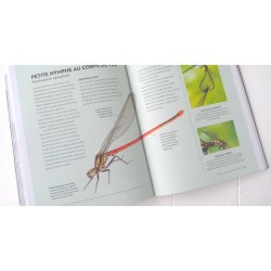 Créer un point d'eau même dans un petit jardin !