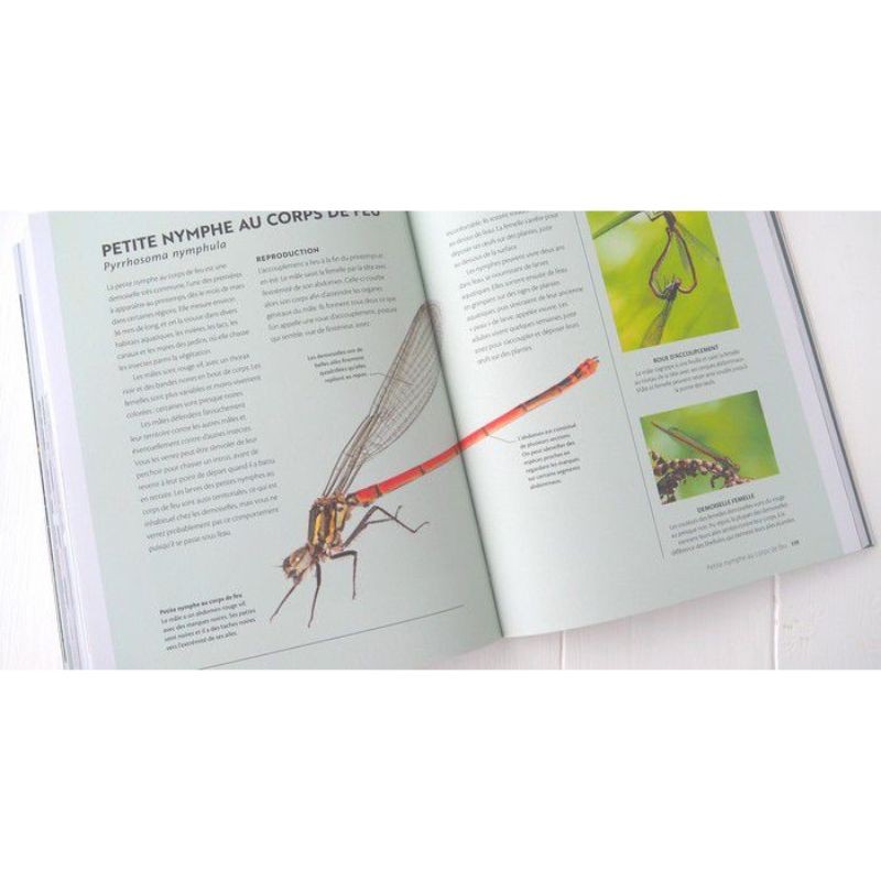 Créer un point d'eau même dans un petit jardin !